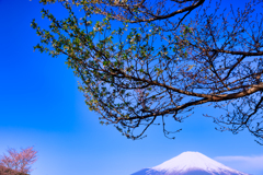 【フォトログ】パノラマ台からの富士山-2