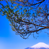 【フォトログ】パノラマ台からの富士山-2