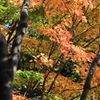 【フォトログ】昭和記念公園-3