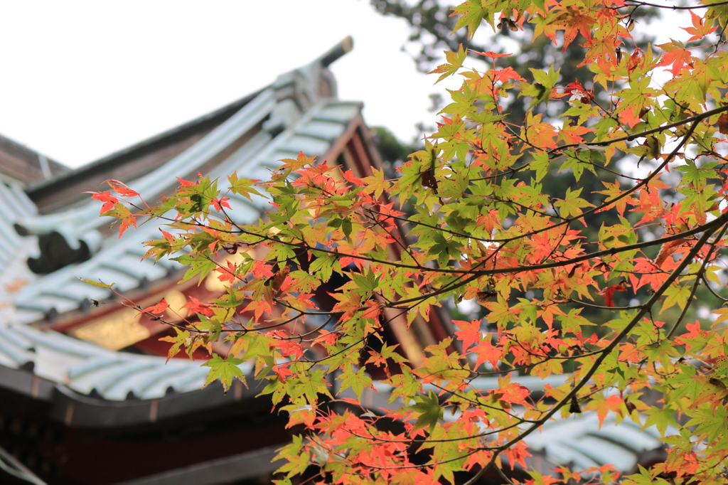 紅葉の高尾