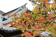 紅葉の高尾