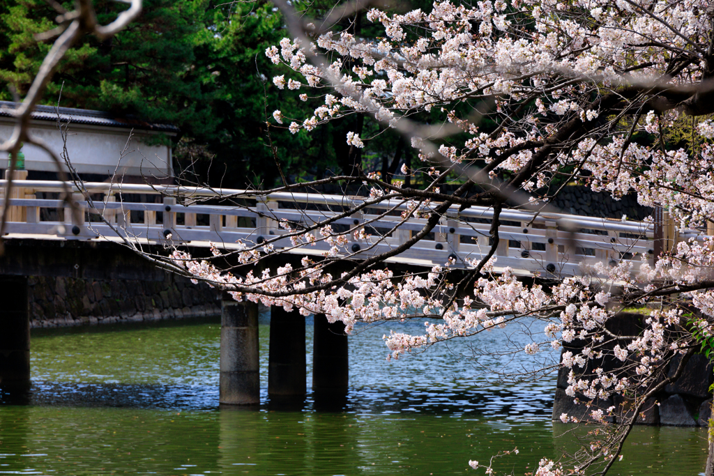 【フォトログ】皇居の桜-5