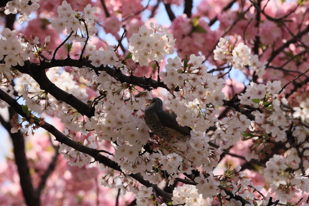 花の我が家