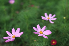 猛暑の花たち５