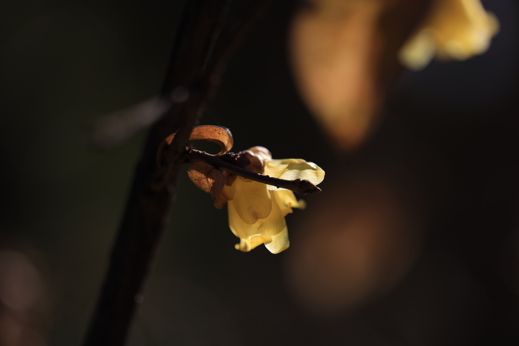 初春の華