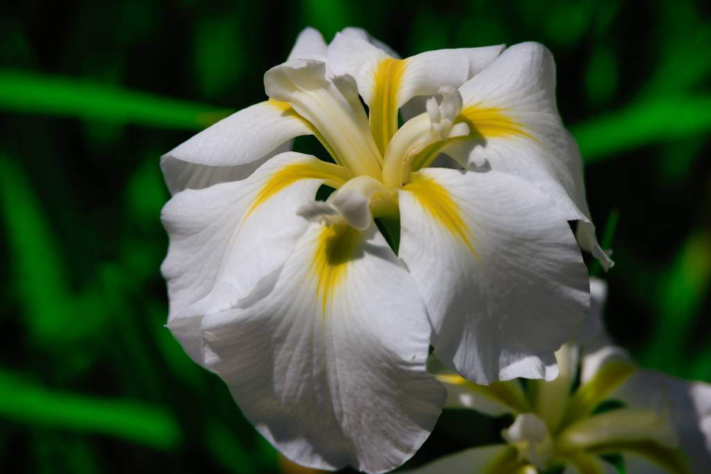 【フォトログ】小石川後楽園・花菖蒲-1