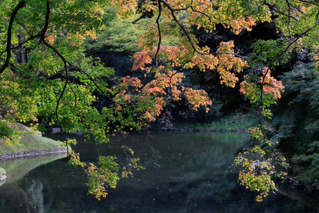 【フォトログ】小石川後楽園の紅葉-2