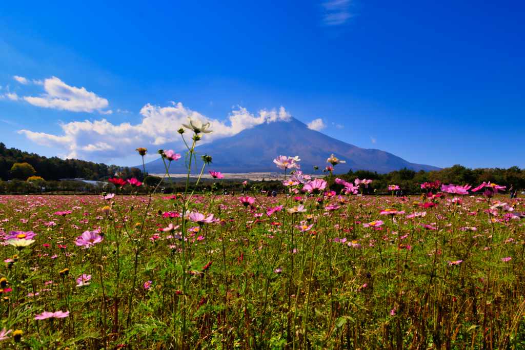 【フォトログ】花の都公園-2