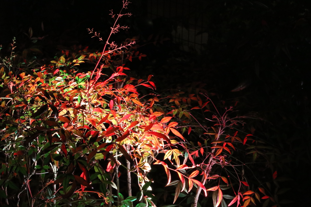 今夜、艶やかに