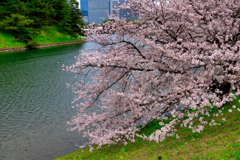 【フォトログ】皇居の桜-1