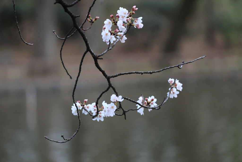 つつましく