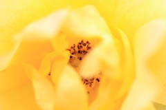 Ｙellow world