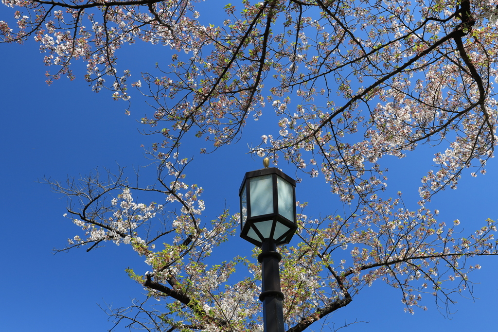 去り行く平成をしのび皇居周辺を散策