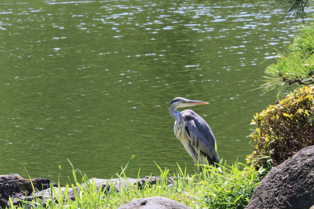 清澄庭園の初夏５