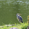 清澄庭園の初夏５