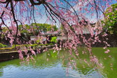 【フォトログ】皇居の桜-6