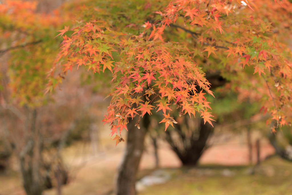 【フォトログ】京都・仁和寺-2