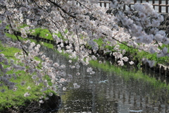 川越の春（1）
