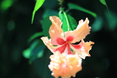 梅雨明けの神代植物公園６
