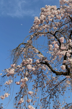 春爛漫