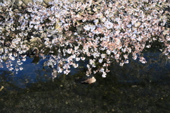 ひとやすみ