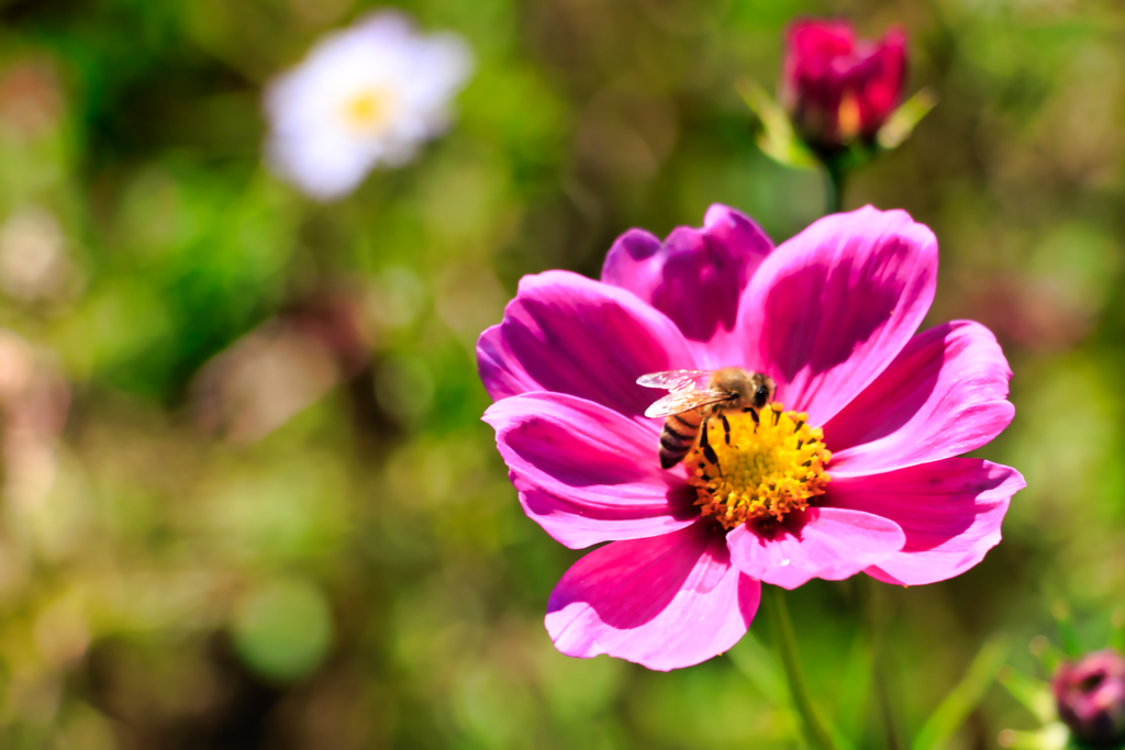 【フォトログ】花の都公園-1