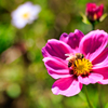【フォトログ】花の都公園-1
