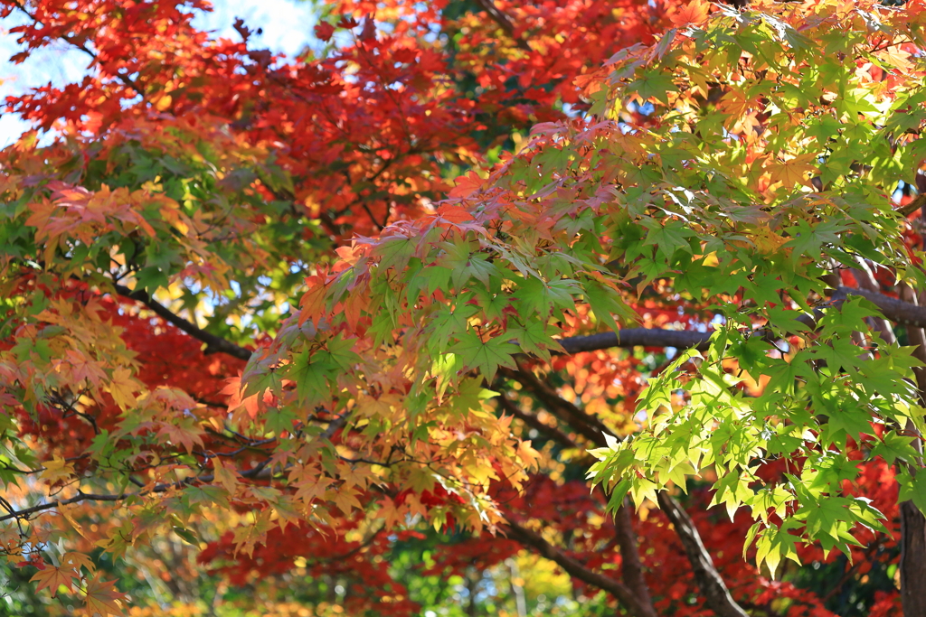 【フォトログ】昭和記念公園-1