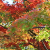 【フォトログ】昭和記念公園-1