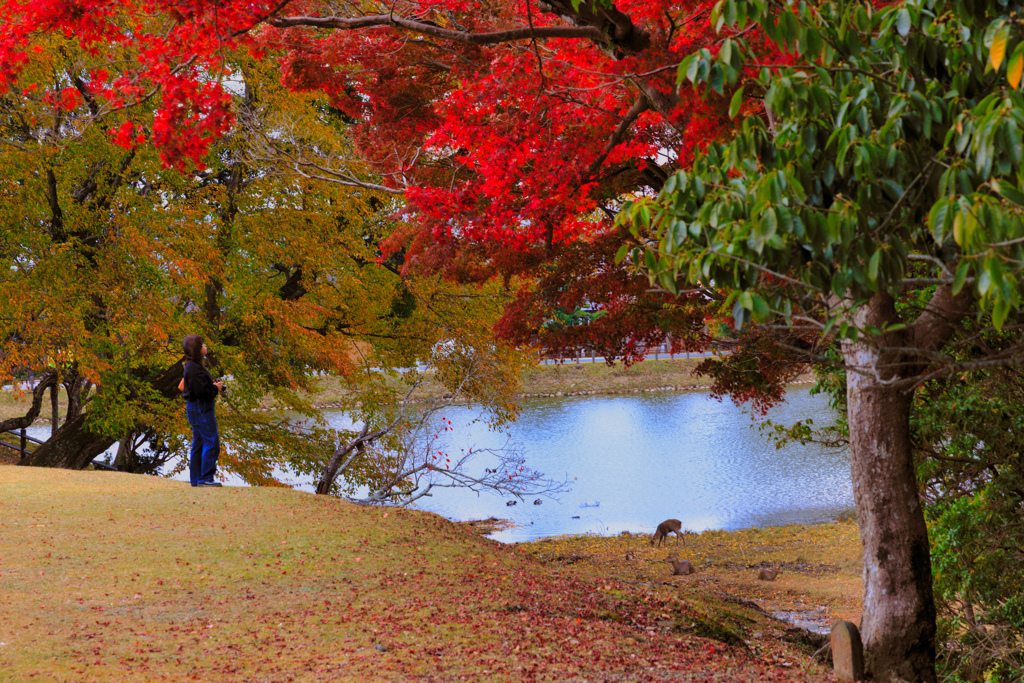 【フォトログ】東大寺-1