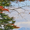 晩秋の風景