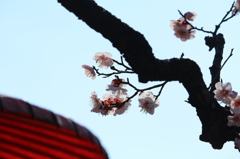 早春