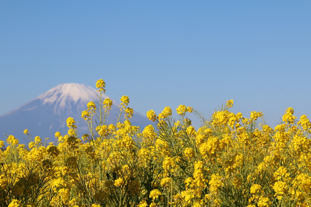菜の花と富士