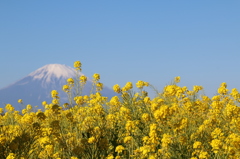 菜の花と富士