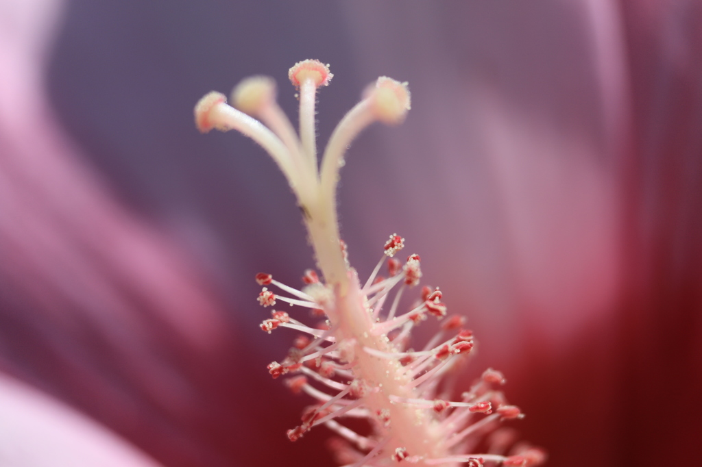 花たちの夏５