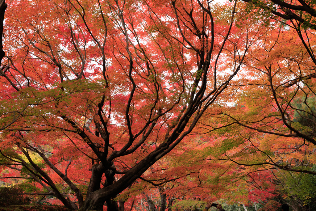 【フォトログ】京都・龍安寺-4