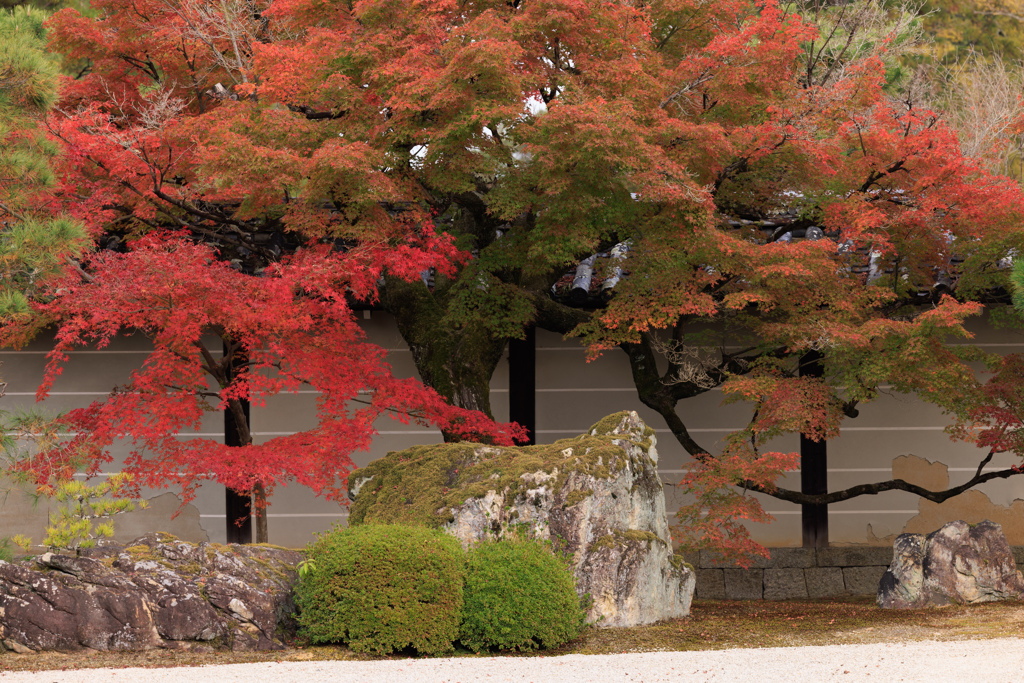【フォトログ】京都・仁和寺-1