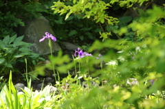 5月の昭和記念公園５