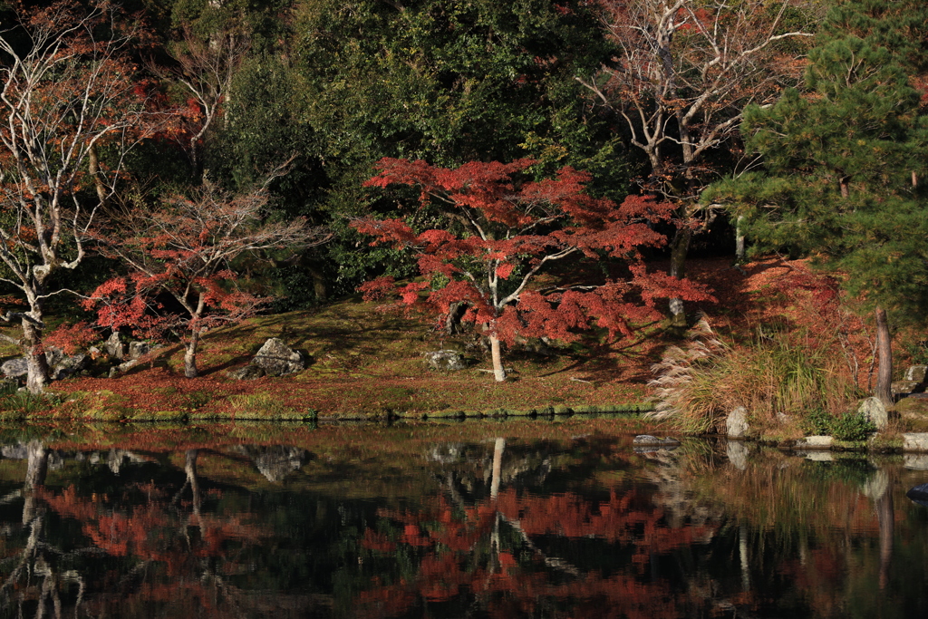 曹源池庭園の秋