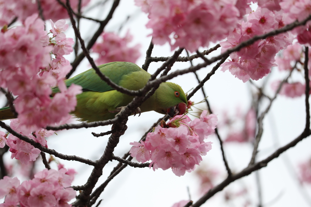 開花宣言前につまみ食い