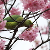 開花宣言前につまみ食い