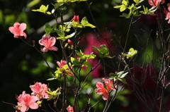 旧芝離宮恩賜庭園の春９