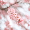 春爛漫