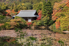 【フォトログ】京都・龍安寺-1