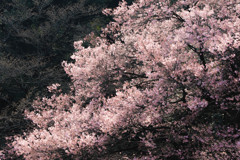 さくら、さくら、、 さくら、さくら、、