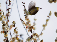 白梅とメジロ