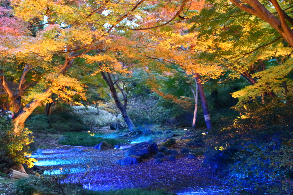 秋色の森