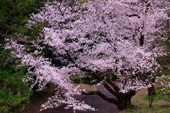 【フォトログ】航空公園の桜-6