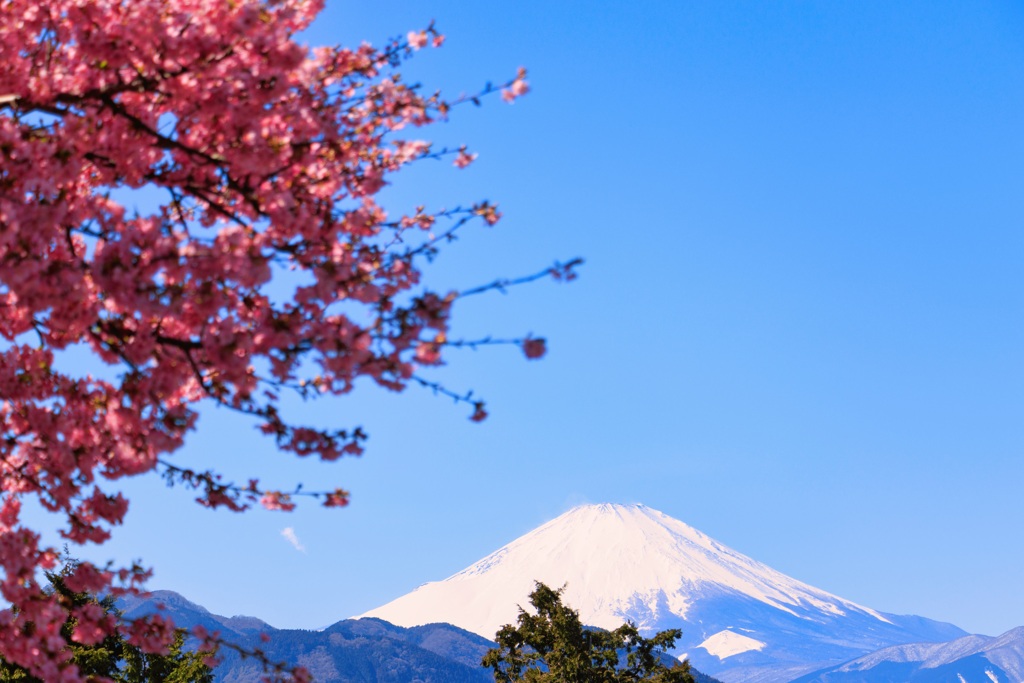 【フォトログ】まつだ桜まつり-1
