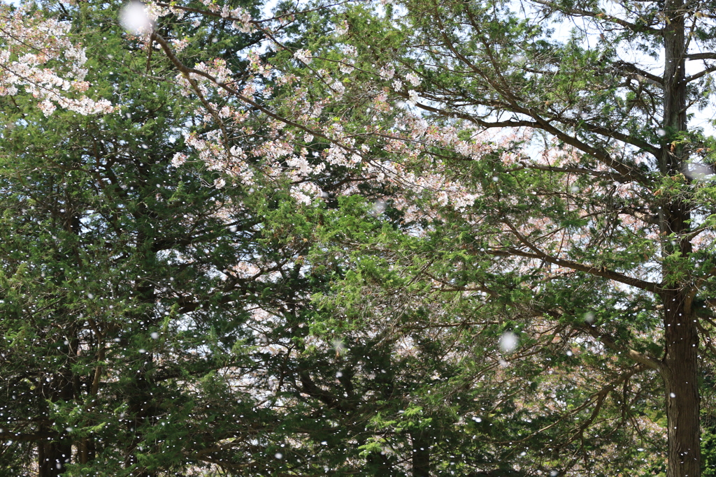 桜吹雪